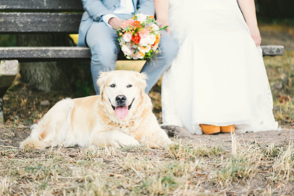 Photo Golden Retriever liegt als Brauthund, vor dem Brautpaar liegend.